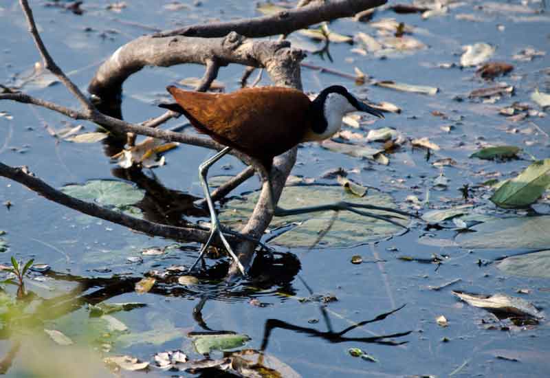 African Jacana - parque nacional de Bwabwata - Namibia 2.jpg